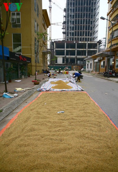 La moisson rizicole en plein Hanoï - ảnh 5